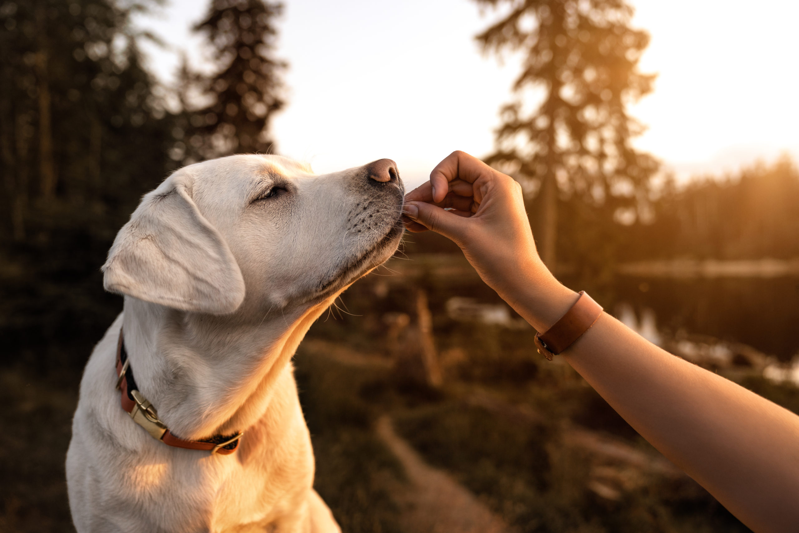 Young,Beautiful,Labrador,Retriever,Puppy,Is,Eating,Some,Dog,Food